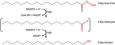 Multi-Omics Analysis of <mark class="highlighted">Fatty Alcohol</mark> Production in Engineered Yeasts Saccharomyces cerevisiae and Yarrowia lipolytica
